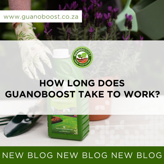 How Long Does GuanoBoost Take to Work?