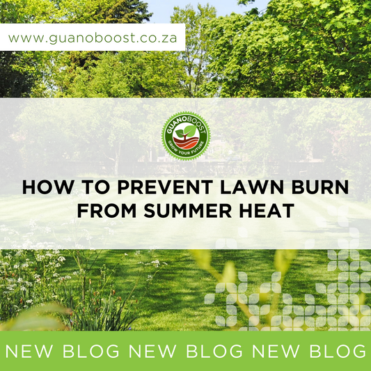 How to Prevent Lawn Burn from Summer Heat: A Guide for South African Gardeners