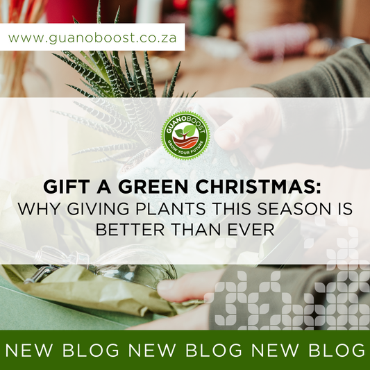 Gift a Green Christmas: Why Giving Plants This Season is Better Than Ever